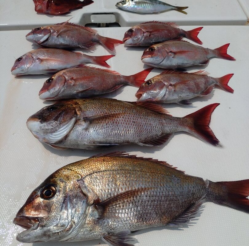 7月4日鯛ラバ乗合1日便2名様の釣果です