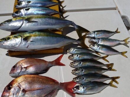 7月25日ジギング、海峡サビキ、鯛ラバチャーター1日便3名様の釣果です