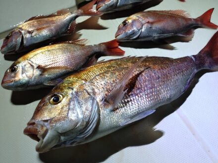 7月31日鯛ラバ乗合午後便3名様の釣果です