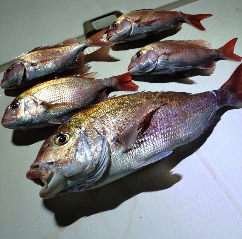 7月31日鯛ラバ乗合午後便3名様の釣果です