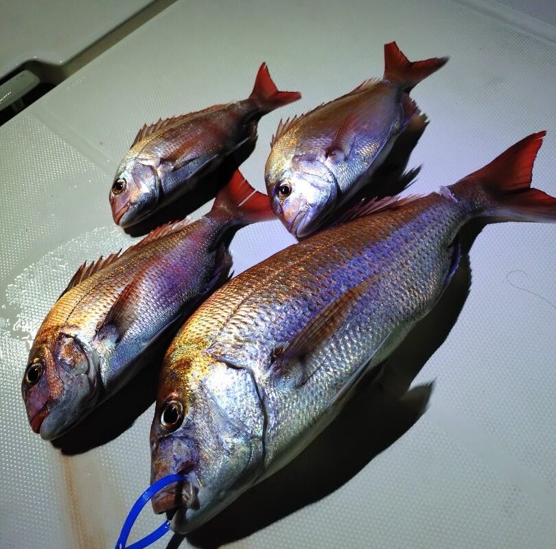 8月14日鯛ラバ乗合午後便5名様の釣果です