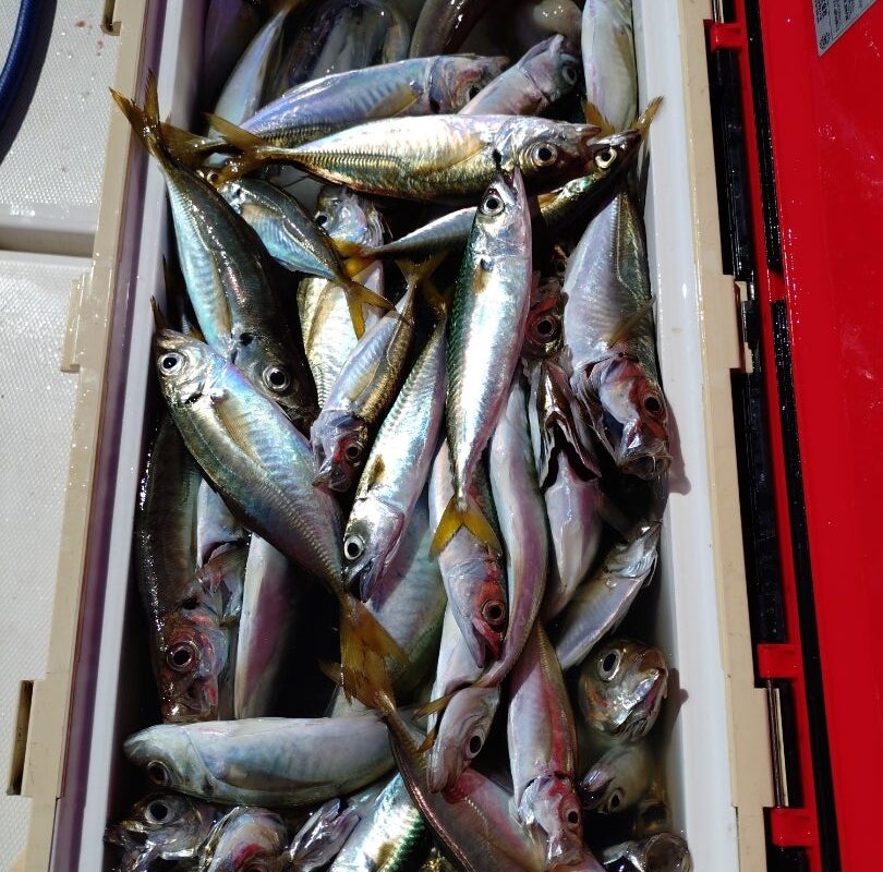 8月21日タコ、鯛ラバ、アジサビキチャーター1日便5名様の釣果です