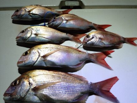 8月23日鯛ラバチャーター午後便5名様の釣果です