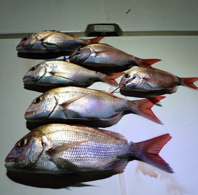 8月23日鯛ラバチャーター午後便5名様の釣果です