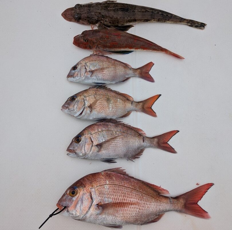12月20日鯛ラバ乗合1日便