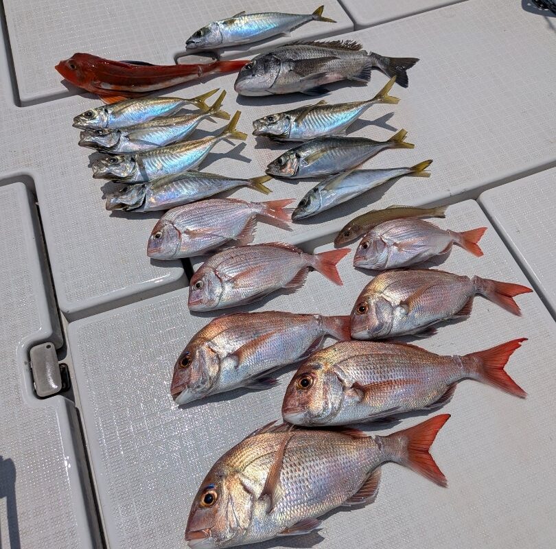 7月08日鯛ラバ+海峡アジチャーター1日便