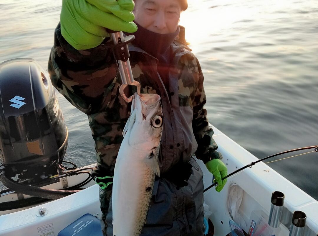 2024年2月14日鯛ラバ、アジサビキ乗合1日便4名様の釣果です。