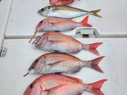 2024年6月22日鯛ラバ乗合ロング便5名様の釣果です