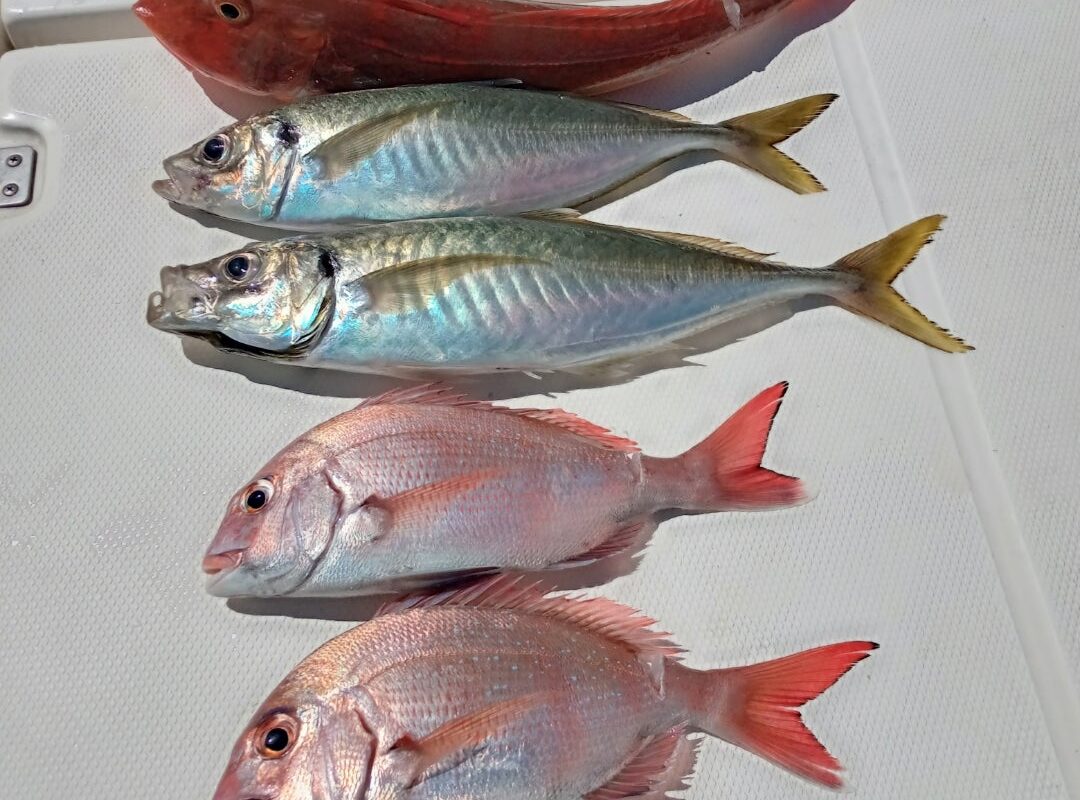 2024年7月26日鬼アジサビキ、鯛ラバチャーター1日便2名様(+船長少々)の釣果です