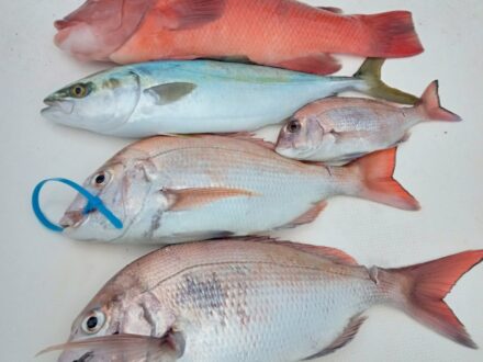 1月26日鯛ラバ乗合1日便5名様の釣果です