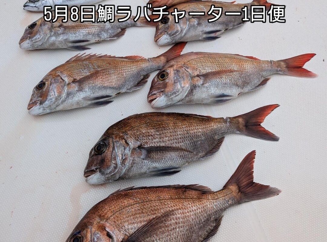 5月8日鯛ラバチャーター1日便1名様