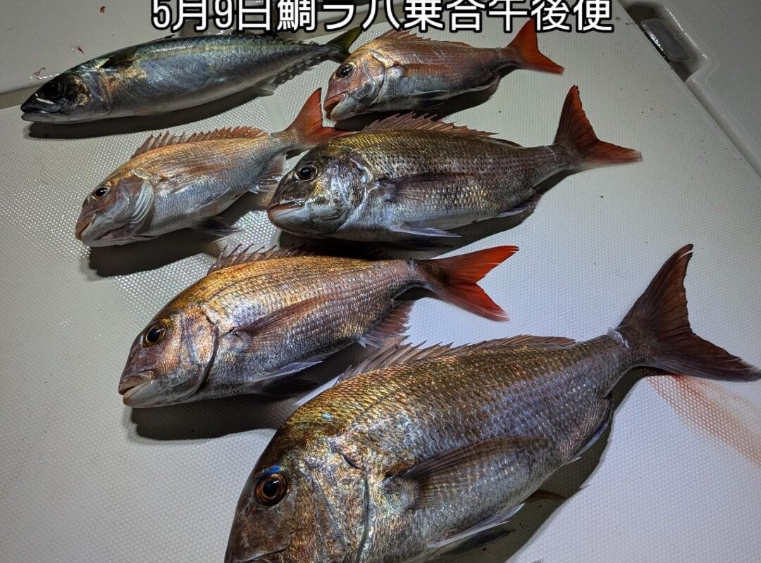 月9日鯛ラバ乗合午後便4名様真鯛5（〜57cm