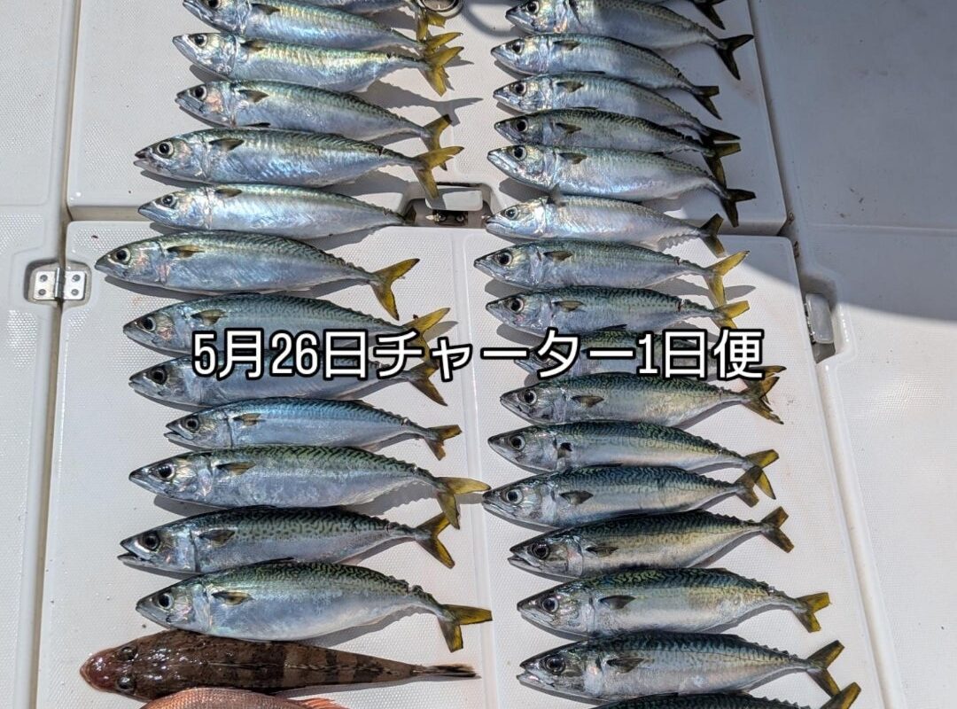 5月26日キャスティング+鯛ラバチャーター1日便4名様