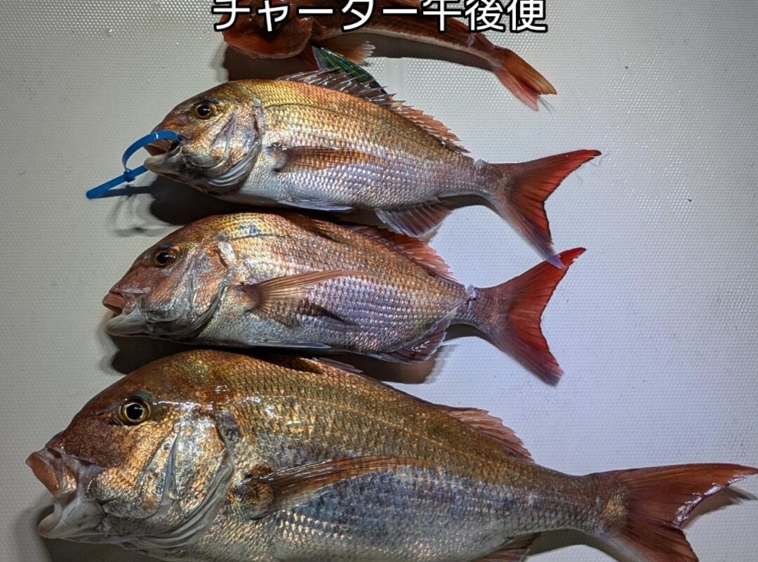 5月30日鯛ラバチャーター午後便4名様