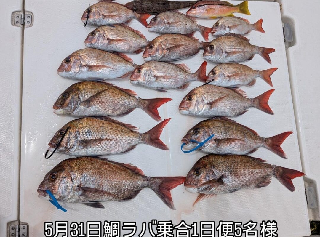 5月31日鯛ラバ乗合1日便、5名様