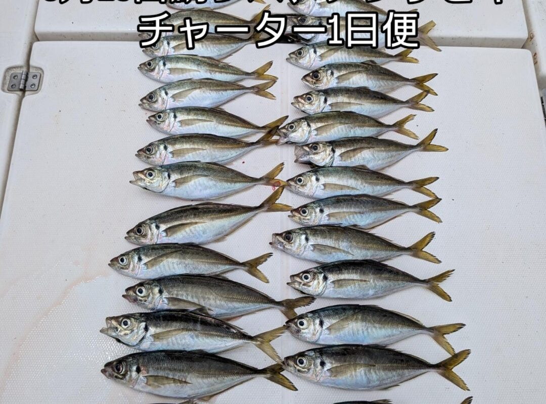 6月23日鯛ラバ、アジサビキチャーター1日便4名様
