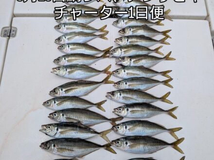 6月23日鯛ラバ、アジサビキチャーター1日便4名様