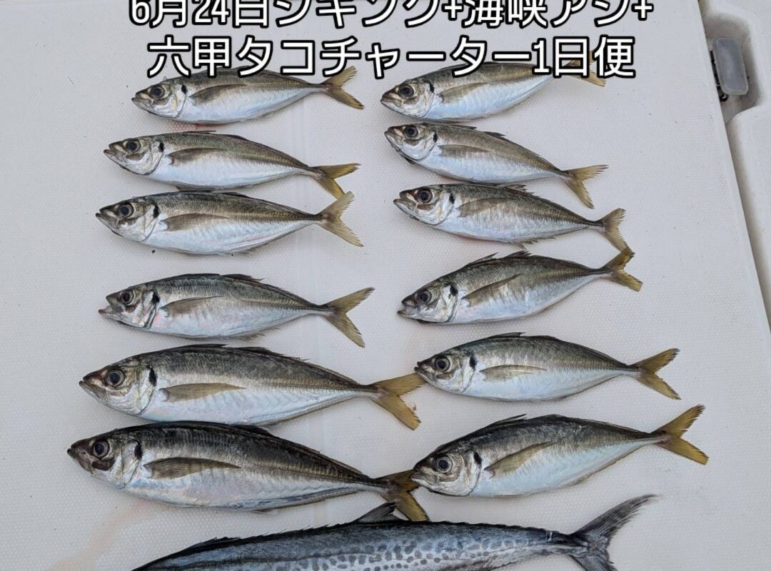 6月24日ジギング+海峡アジ+六甲タコチャーター1日便4名様