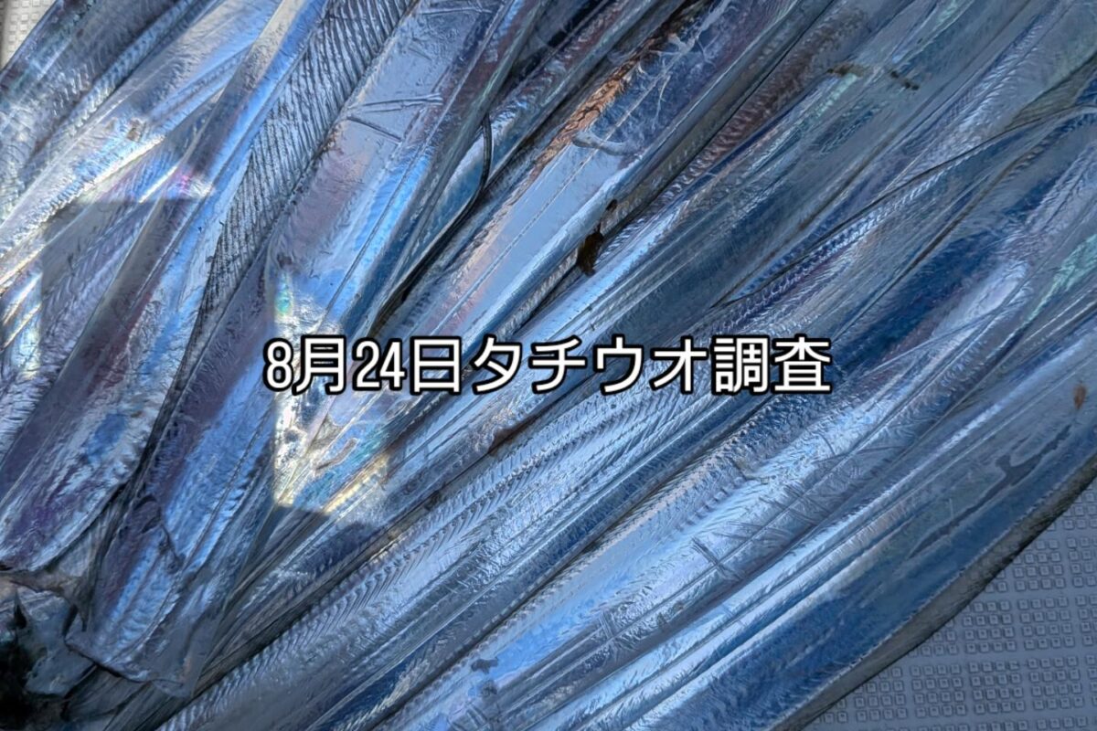 8月24日タチウオ調査