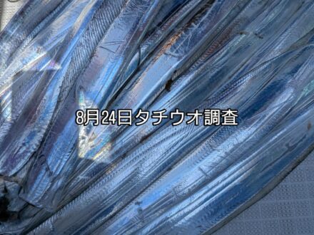 8月24日タチウオ調査