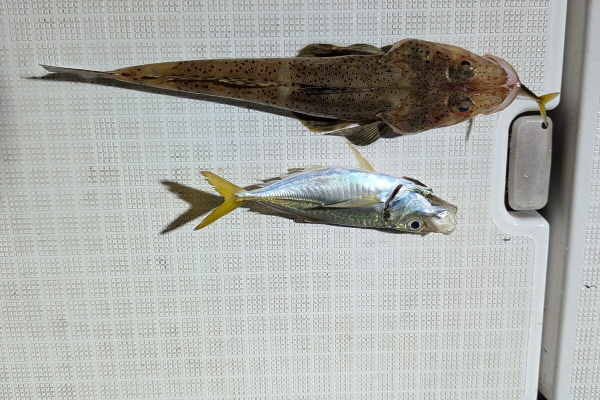 9月19日鯛ラバ+アジサビキチャーター午後便